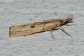 Agriphila inquinatella